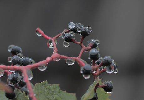 Regen druppels