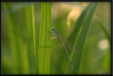 Libelle