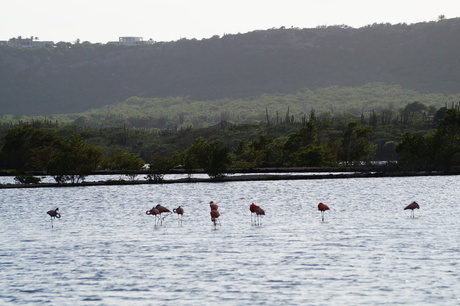 Flamingo's Curaçao
