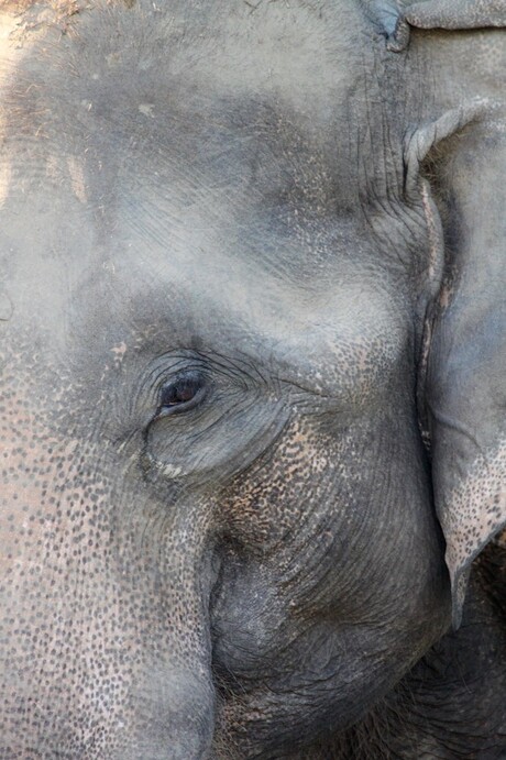 Elephant close up