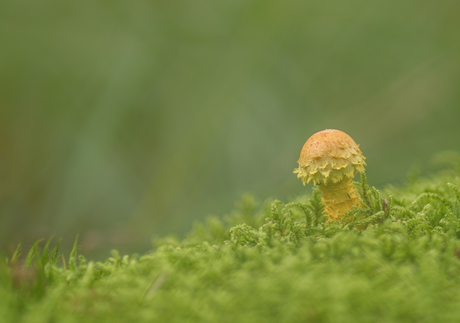 The little Queen in the green world