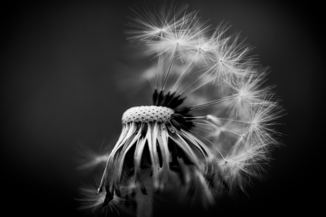 let it go - - - foto door Juarna op 25-05-2018 - deze foto bevat: macro, natuur, paardenbloem, pluis, zwartwit