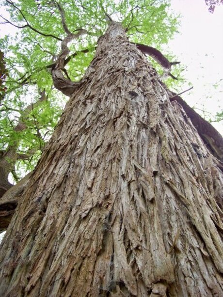 Hairy Tree