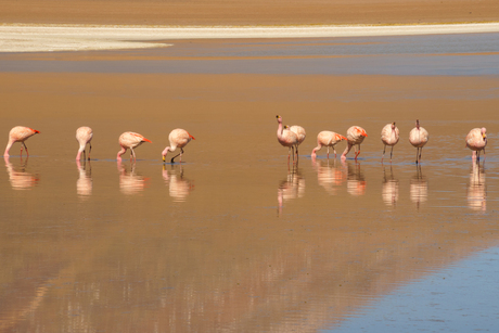 Bolivia, flamingo's