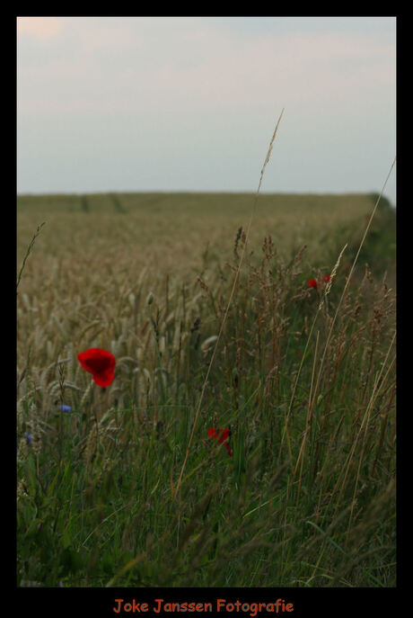 Limburgs landschap bij ondergaande zon