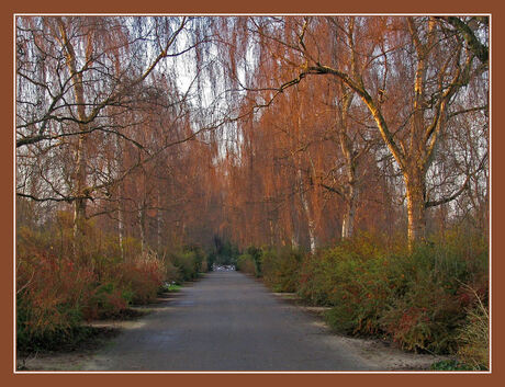 Berken in december