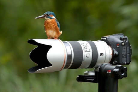 ijsvogels , vinden de nieuwe sony A77 leuk