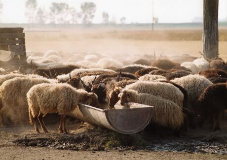 Dorstige Schapen