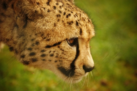 Cheetah