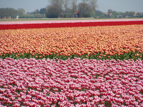 bloembollen op Goeree-Overflakkee