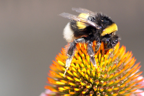 Hommel op bloem.