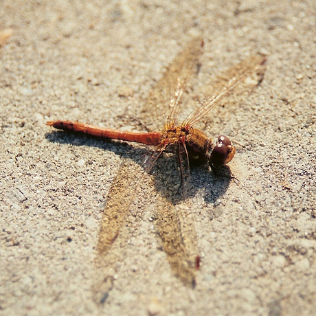 Dragonfly