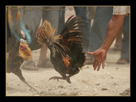 Forbidden Cockfight.!