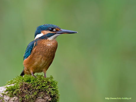 De IJsvogel