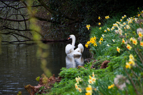 The Swans of Wells...