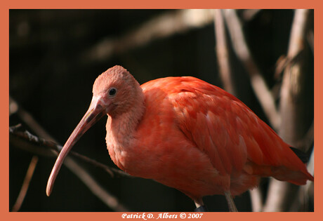 Ibis