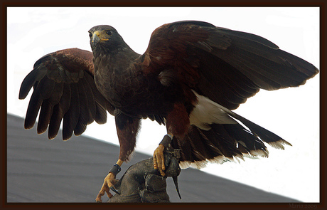 Buizerd