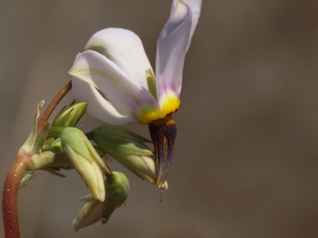 FSZ2 Dodecatheon