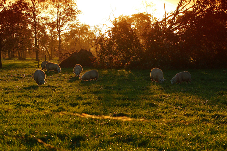 Schapen na de storm