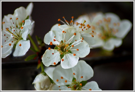 De lente is begonnen