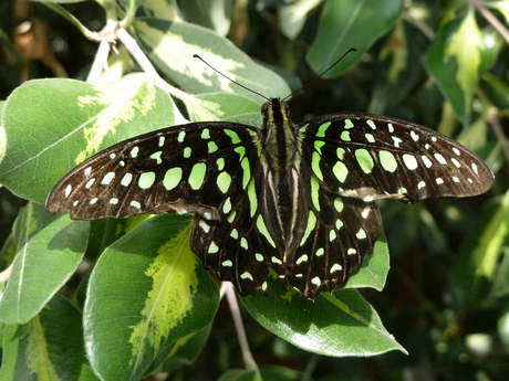 graphium agamemnon agamemnon tailed jay .JPG