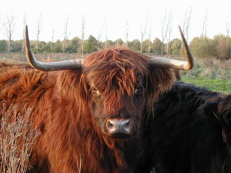 Schotse Hooglander in het veen