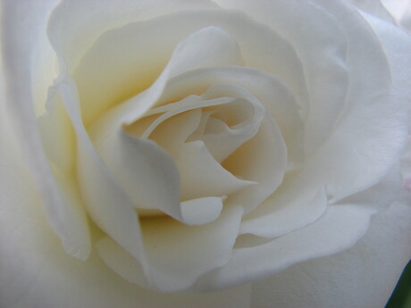 witte roos