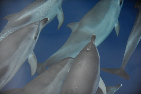 Atlantic Spotted Dolfins Funchal ( Madeira )