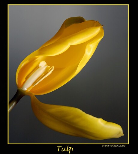 Tulp 1