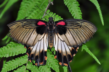 mariposa