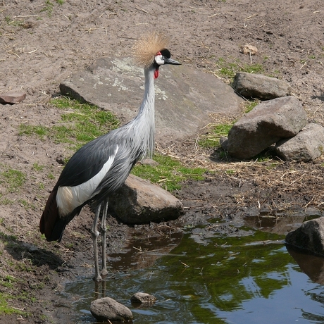 Kroonkraanvogel