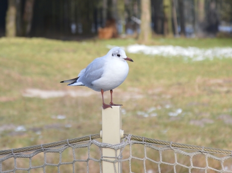 Kleine meeuw