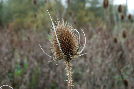 Kaardebol