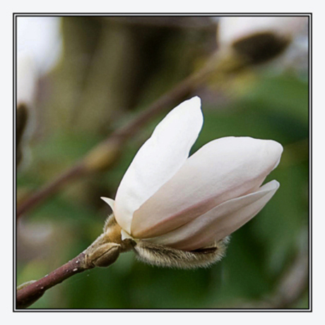 Magnolia