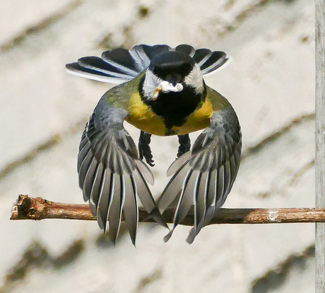 Koolmees met afval van kleine meesjes