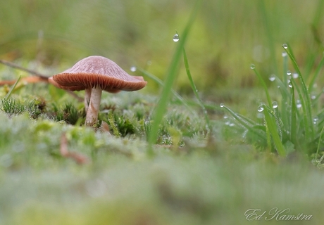 Mushroom