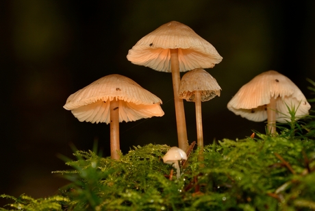 paddestoeltjes op mos in het bos