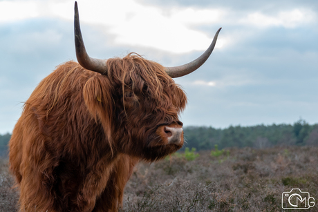 Schotse Hooglander op de Veluwe