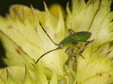 Nimf Closterotomus norwegicus