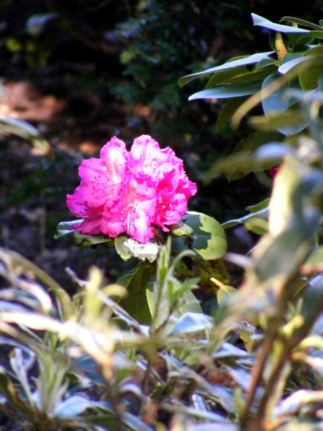 een enkele bloem