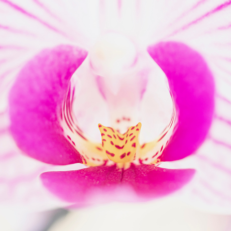 orchideehartje