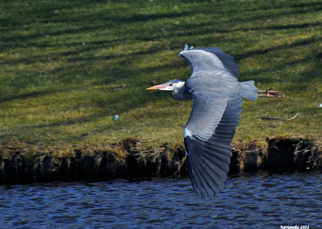 blauwe reiger in de vlucht