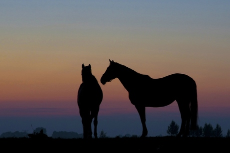 paarden