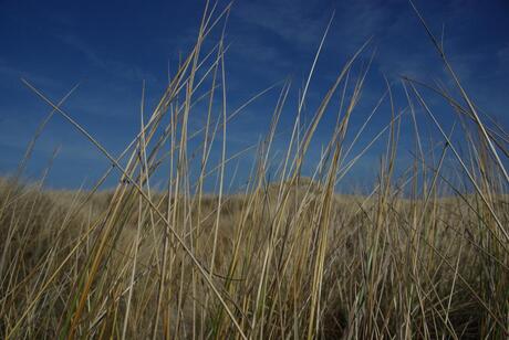 terschelling