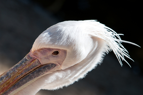 Ouwehands Dierenpark