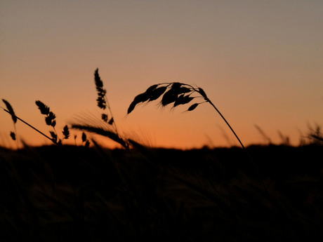 Grashalm bij zonsondergang