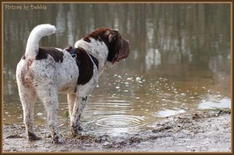 Punotti starend over het water