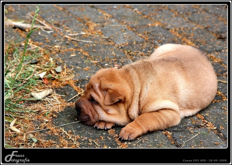 Onze nieuwe Pup Bruno