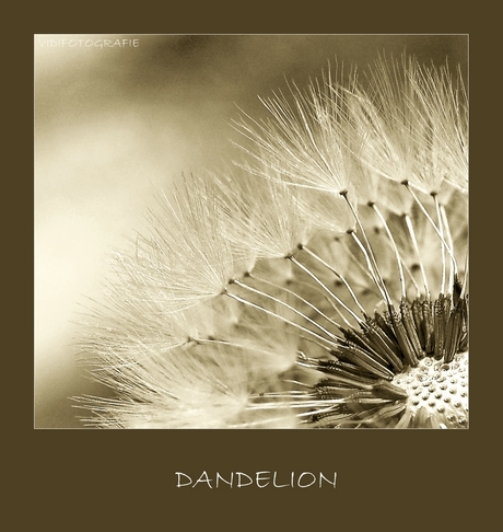 Dandelion