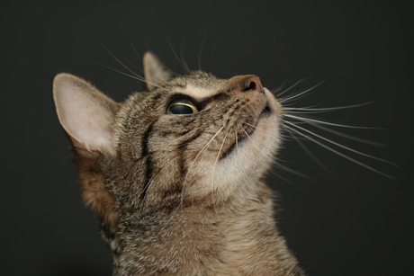 Kijk es naar het vogeltje...